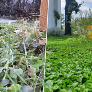 What Happens to Dichondra in Winter?