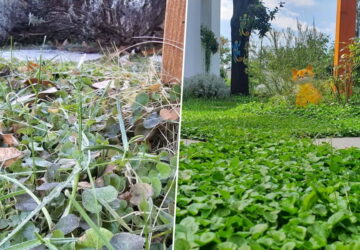 What Happens to Dichondra in Winter?