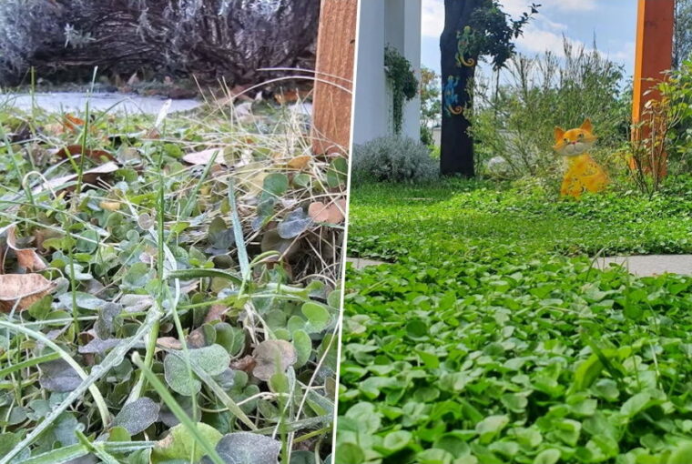 What Happens to Dichondra in Winter?