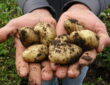 A Guide to Successful Potato Harvesting
