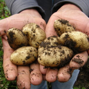 A Guide to Successful Potato Harvesting