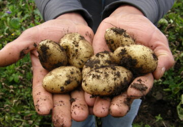 A Guide to Successful Potato Harvesting