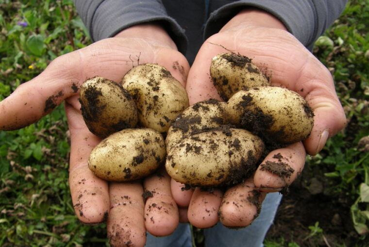 A Guide to Successful Potato Harvesting