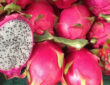 Discover Dragon Fruit: Your Guide to a Vibrant Tropical Delight