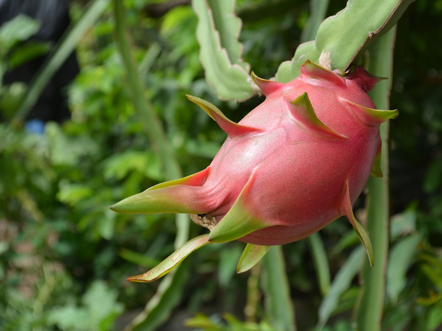 Discovering Dragon Fruit: A Colorful Journey Into Tropical Flavors 