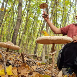 Discovering the Parasol Mushroom