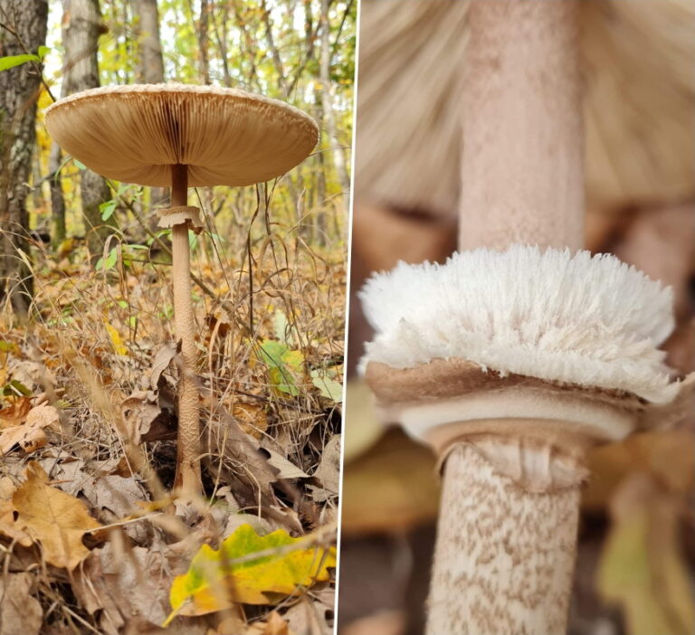Discovering the Parasol Mushroom: A Guide to Identification and ...