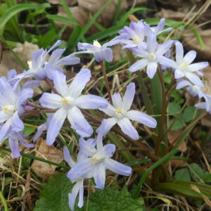 Nature's Early Spring Treasures: Lesser-Known Garden Bulbs