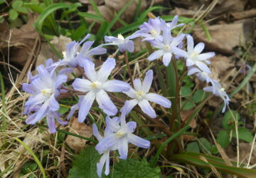 Nature's Early Spring Treasures: Lesser-Known Garden Bulbs