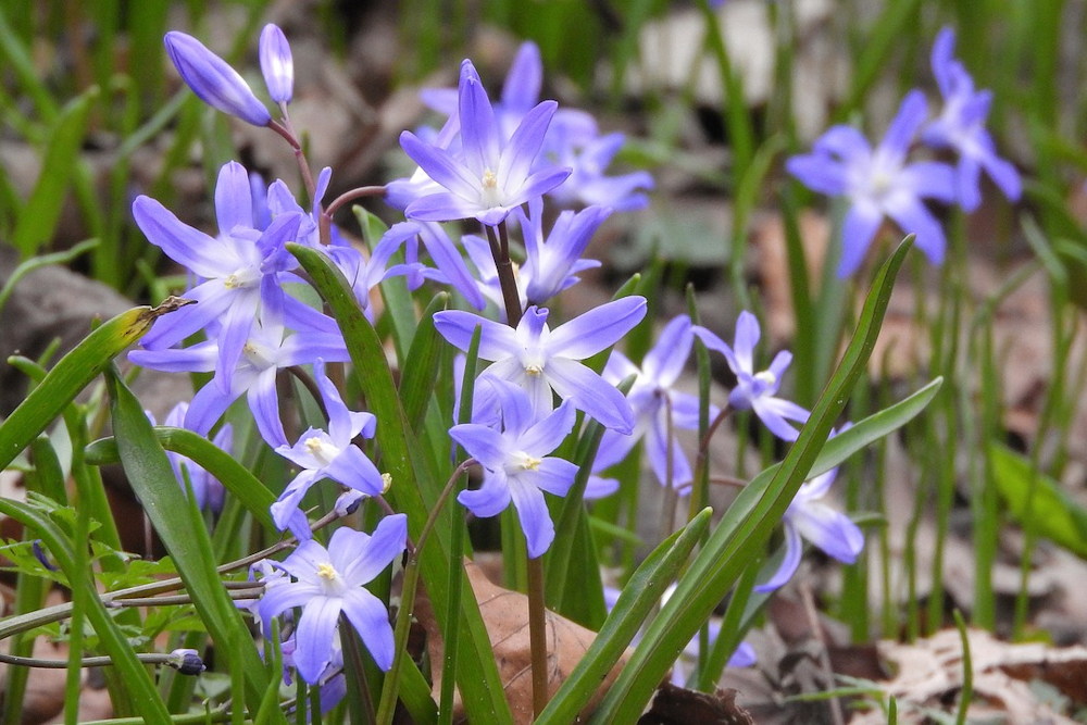 Five Lesser-Known Garden Bulbs