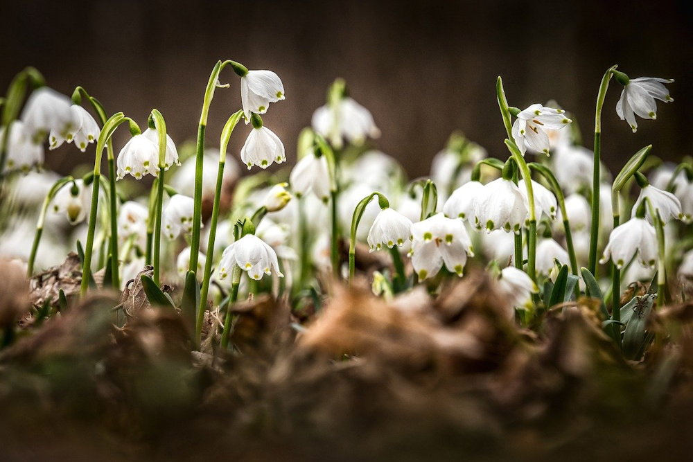 Five Lesser-Known Garden Bulbs