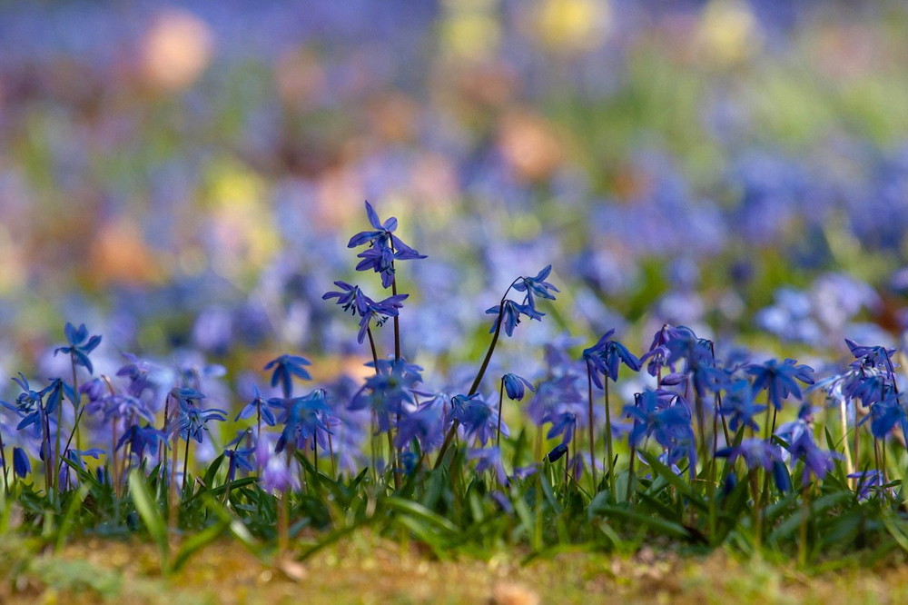 Five Lesser-Known Garden Bulbs