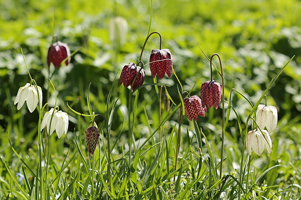 Five Lesser-Known Garden Bulbs