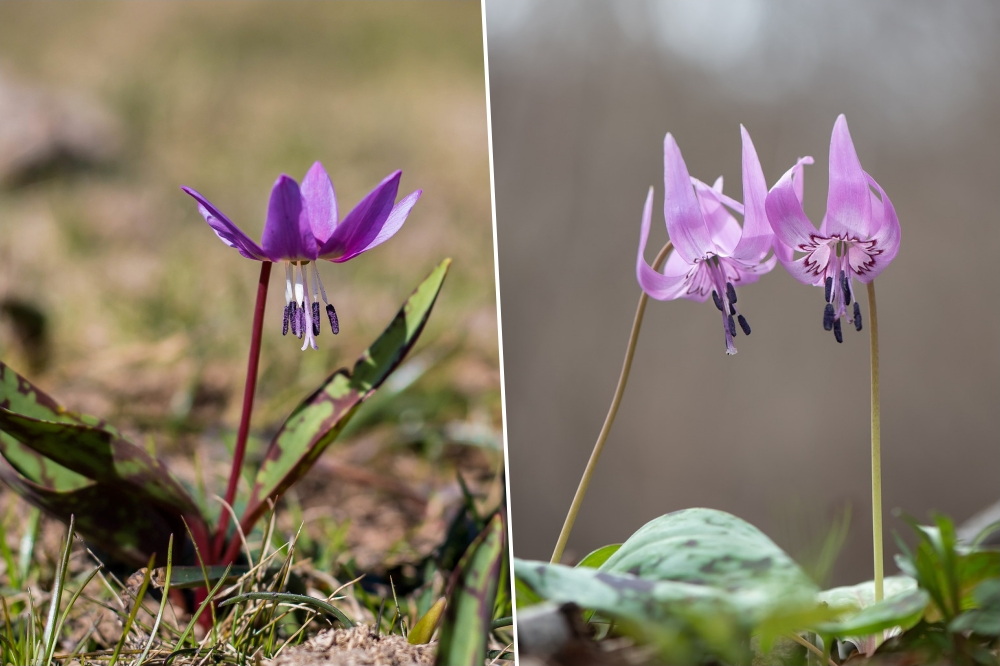 Five Lesser-Known Garden Bulbs