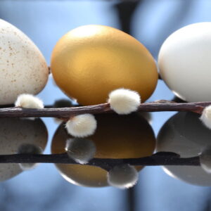 Easter's Whisper: Exploring the Willow Catkin Connection