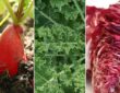 Beginner-Friendly Vegetables to Cultivate