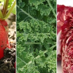 Beginner-Friendly Vegetables to Cultivate