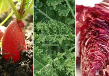 Beginner-Friendly Vegetables to Cultivate