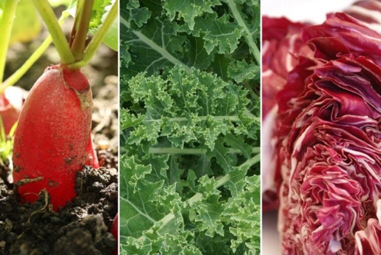 Beginner-Friendly Vegetables to Cultivate