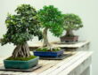 Easy-Care Bonsai Plants for Beginners