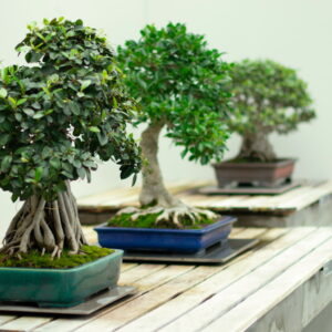 Easy-Care Bonsai Plants for Beginners