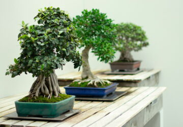 Easy-Care Bonsai Plants for Beginners