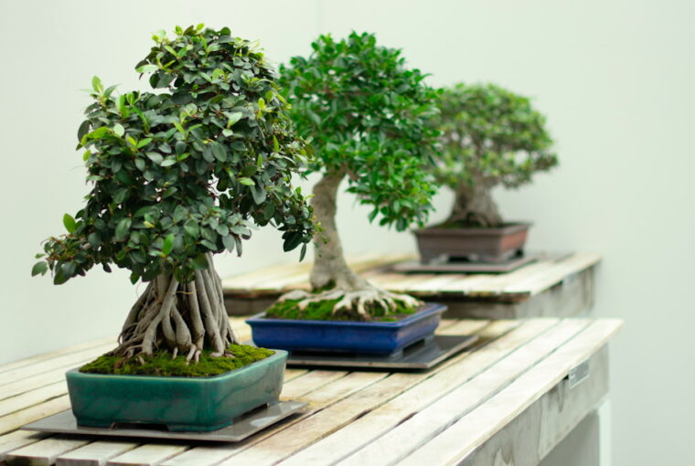 Easy-Care Bonsai Plants for Beginners