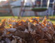 Use Fallen Leaves in Your Garden