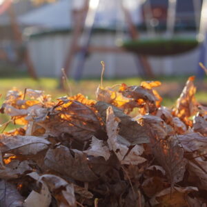 Use Fallen Leaves in Your Garden