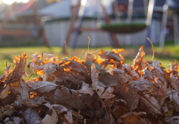 Use Fallen Leaves in Your Garden