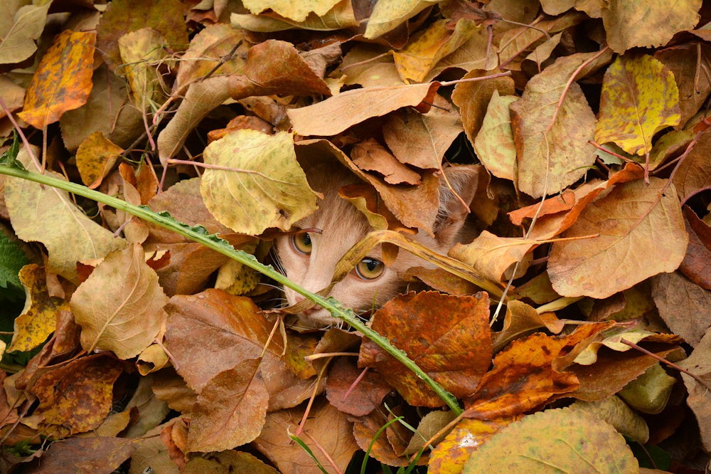 How to Use Fallen Leaves in Your Garden