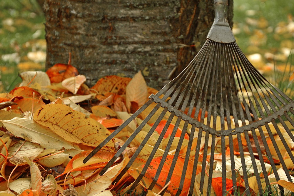 How to Use Fallen Leaves in Your Garden