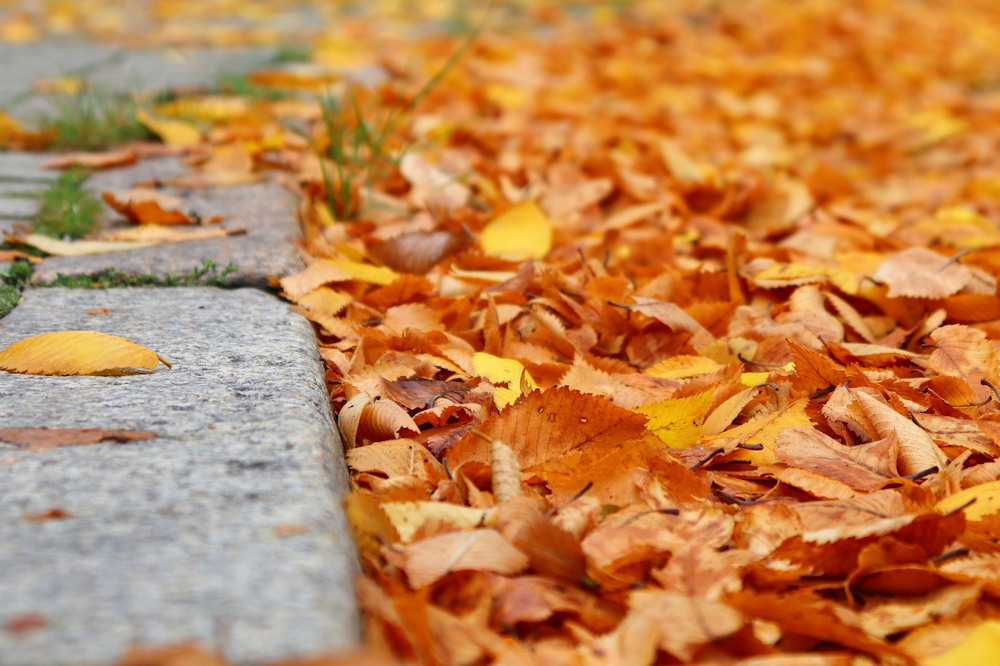 How to Use Fallen Leaves in Your Garden
