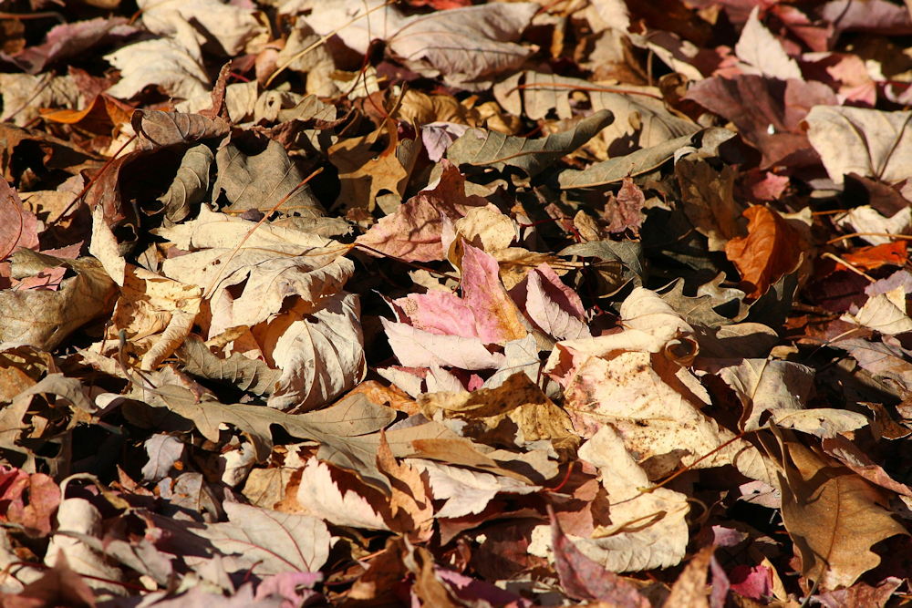 How to Use Fallen Leaves in Your Garden
