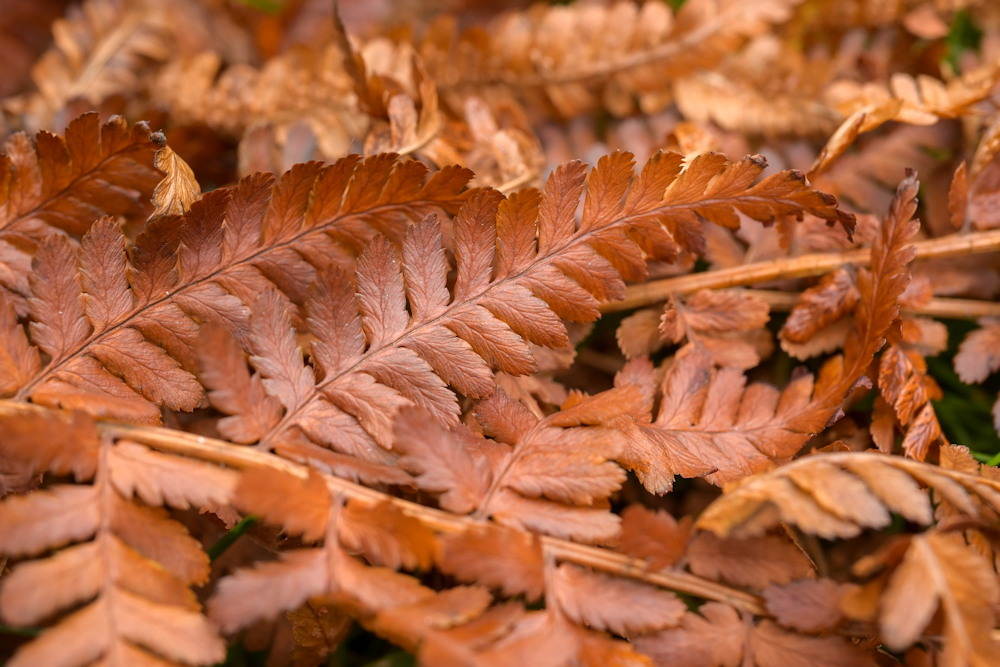 How to Use Fallen Leaves in Your Garden