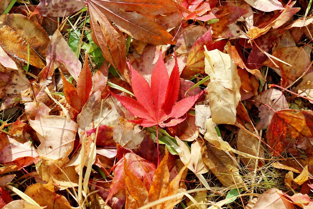 How to Use Fallen Leaves in Your Garden