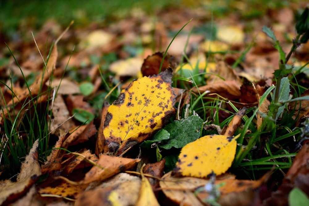 How to Use Fallen Leaves in Your Garden