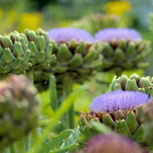 Edible Landscaping: Transform Your Garden