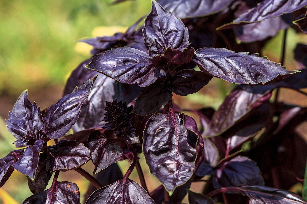 Edible Landscaping: Transform Your Garden