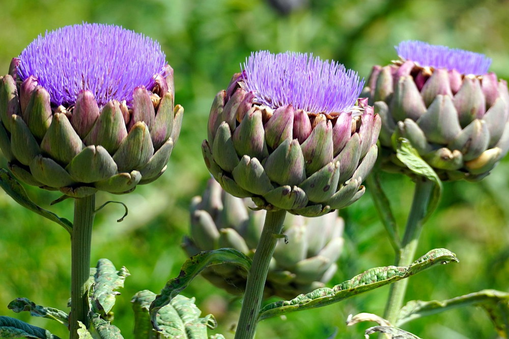 Edible Landscaping: Transform Your Garden