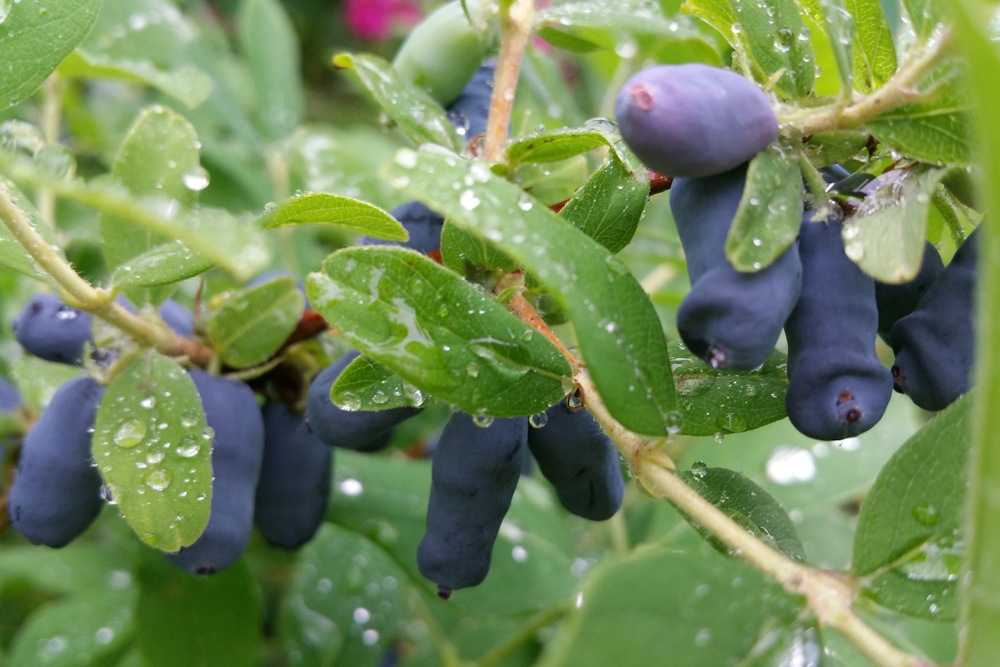 Edible Landscaping: Transform Your Garden