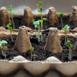 How to Use Egg Trays for Seedlings