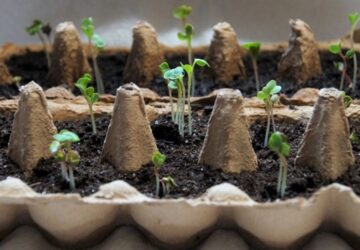 How to Use Egg Trays for Seedlings
