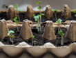 Toilet Paper Rolls, Egg Cartons, and the Truth About Seedlings