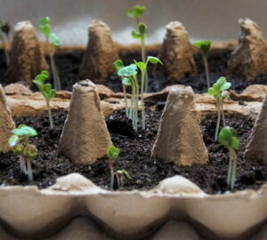 Toilet Paper Rolls, Egg Cartons, and the Truth About Seedlings