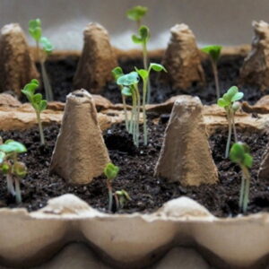 Toilet Paper Rolls, Egg Cartons, and the Truth About Seedlings