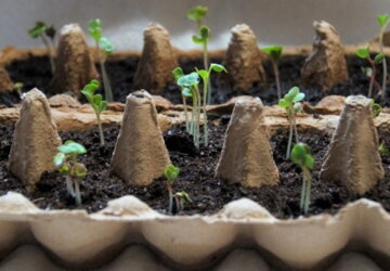 Toilet Paper Rolls, Egg Cartons, and the Truth About Seedlings