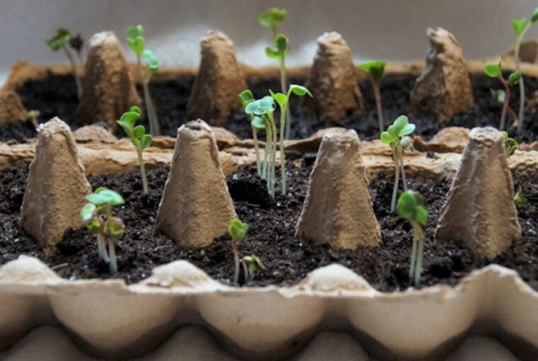 Toilet Paper Rolls, Egg Cartons, and the Truth About Seedlings