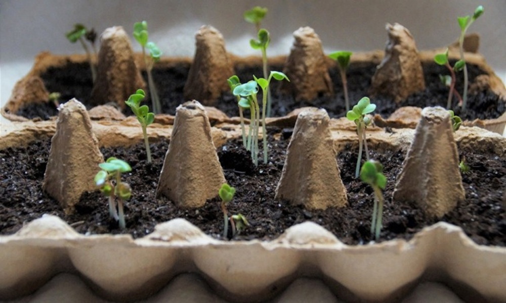 Toilet Paper Rolls, Egg Cartons, and the Truth About Seedlings