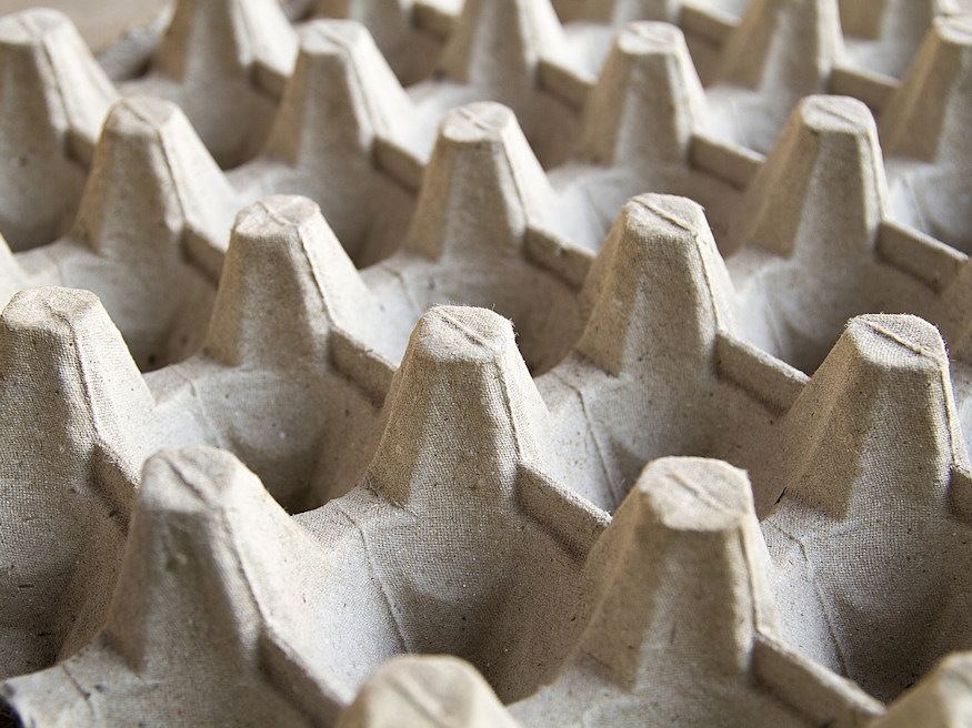 Toilet Paper Rolls, Egg Cartons, and the Truth About Seedlings